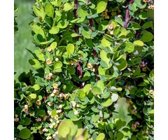 Berberis thunbergii 'Erecta' - Japanse berberis