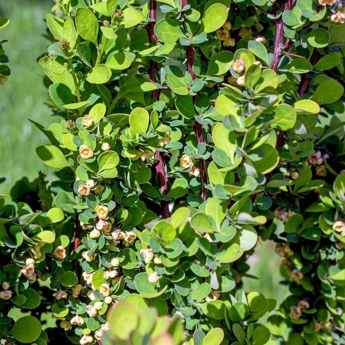 Japanse berberis - Berberis thunbergii 'Erecta'