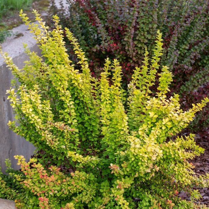 Japanse zuurbes - Berberis thunbergii 'Maria'