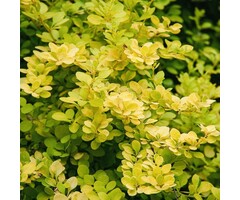 Berberis thunbergii 'Maria' - Japanse zuurbes