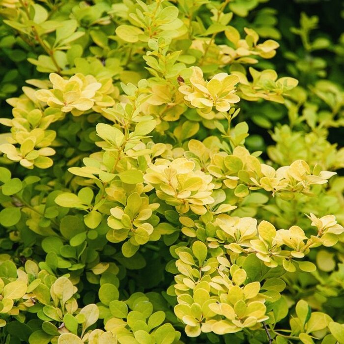 Japanse zuurbes - Berberis thunbergii 'Maria'
