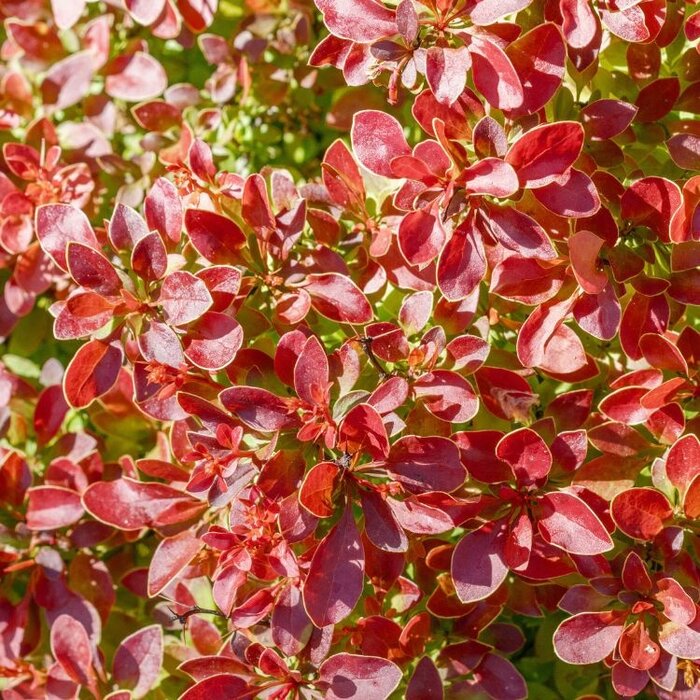 Zuurbes - Berberis thunbergii 'Orange Ice'