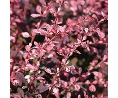 Berberis thunbergii 'Rose Glow' - Zuurbes