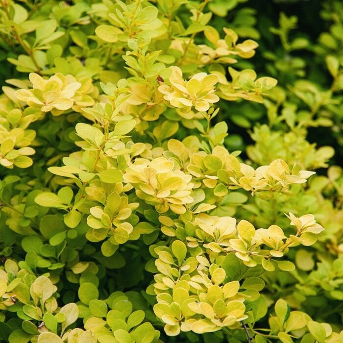 Zuurbes - Berberis thunbergii 'Sunsation'