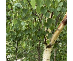 Witte berkenboom - Betula utilis 'Doorenbos'