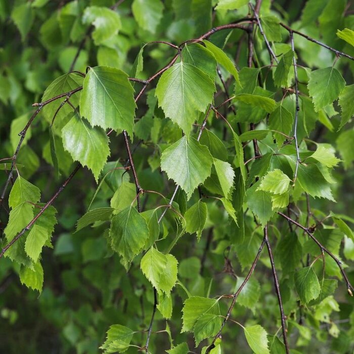 Meerstammige witte Berk - Betula utilis 'Doorenbos' meerstammig