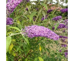 Vlinderstruik - Buddleja 'Blue Chip'