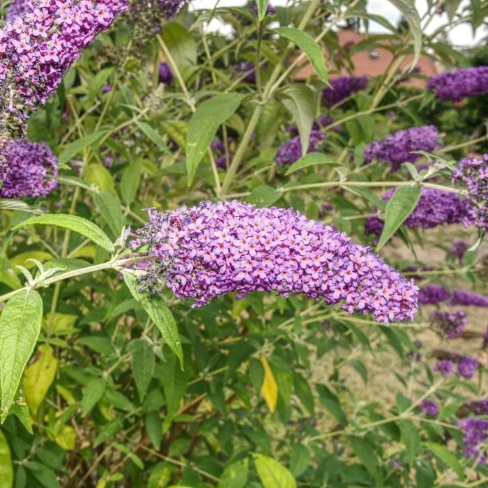 Vlinderstruik (Buddleja 'Blue Chip')