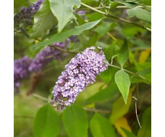 Vlinderstruik - Buddleja 'Buzz Blue sky'