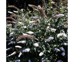 Vlinderstruik - Buddleja 'Buzz Ivory'