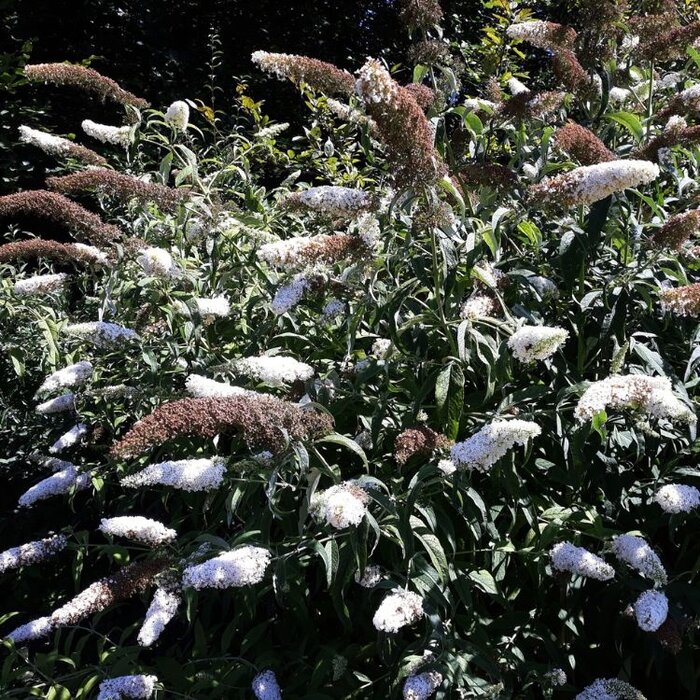 Vlinderstruik (Buddleja 'Buzz Ivory')