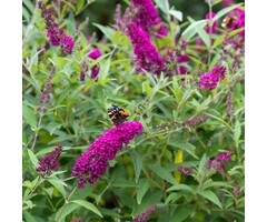 Vlinderstruik - Buddleja 'Buzz Pink Purple'