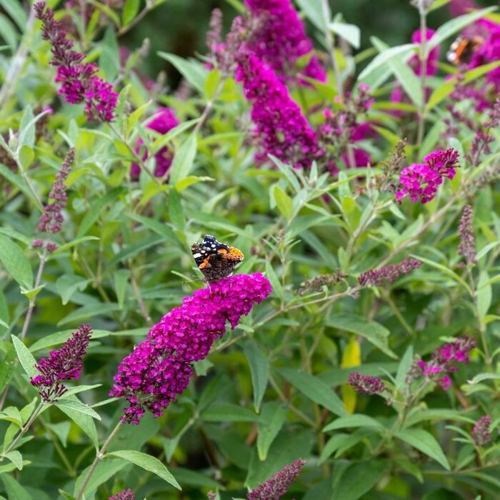 Vlinderstruik (Buddleja 'Buzz Pink Purple')