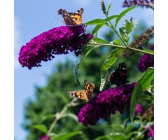 Vlinderstruik - Buddleja 'Buzz Wine'