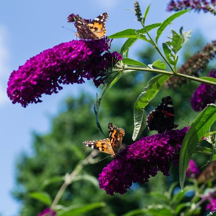 Vlinderstruik (Buddleja 'Buzz Wine')