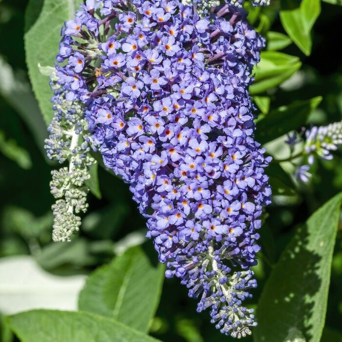 Vlinderstruik 'Little Lila' - Buddleja Butterfly Candy