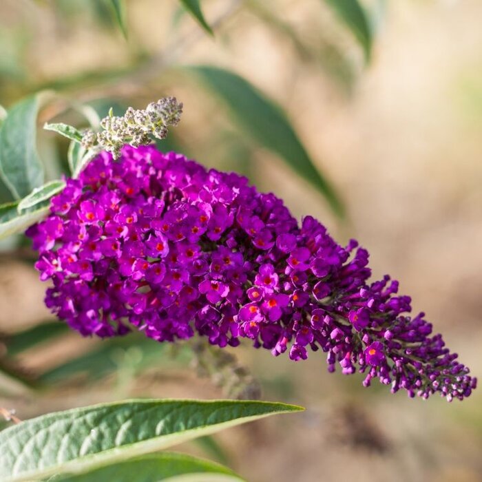 Vlinderstruik 'Little Purple' - Buddleja Butterfly Candy