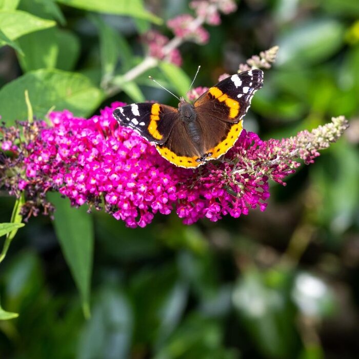 Vlinderstruik 'Little Ruby' - Buddleja Butterfly Candy