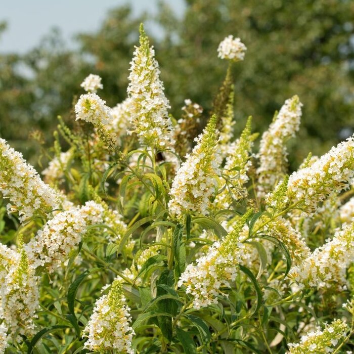 Vlinderstruik 'Little White' - Buddleja Butterfly Candy