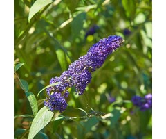 Vlinderstruik - Buddleja davidii 'Free Petite Blue Heaven'