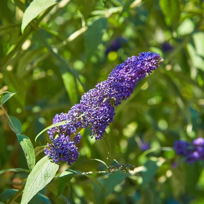 Vlinderstruik (Buddleja davidii 'Free Petite Blue Heaven' )