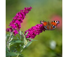Vlinderstruik - Buddleja davidii 'Free Petite Dark Pink'