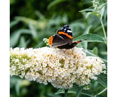 Vlinderstruik - Buddleja davidii 'Free Petite Snow White'
