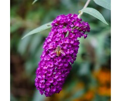 Vlinderstruik - Buddleja davidii 'Free Petite Tutti Frutti'