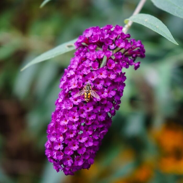 Vlinderstruik (Buddleja davidii 'Free Petite Tutti Frutti' )
