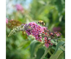 Vlinderstruik - Buddleja davidii 'Flower Power'