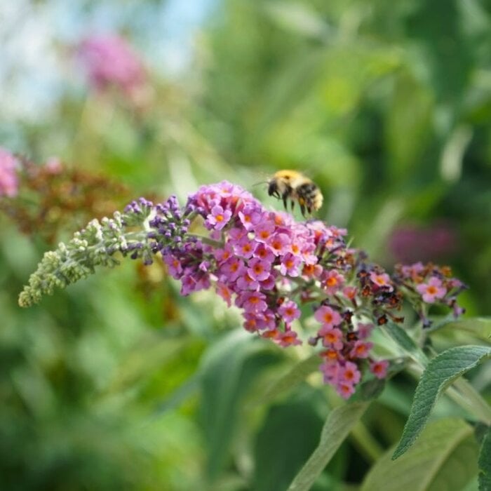 Vlinderstruik (Buddleja davidii 'Flower Power')