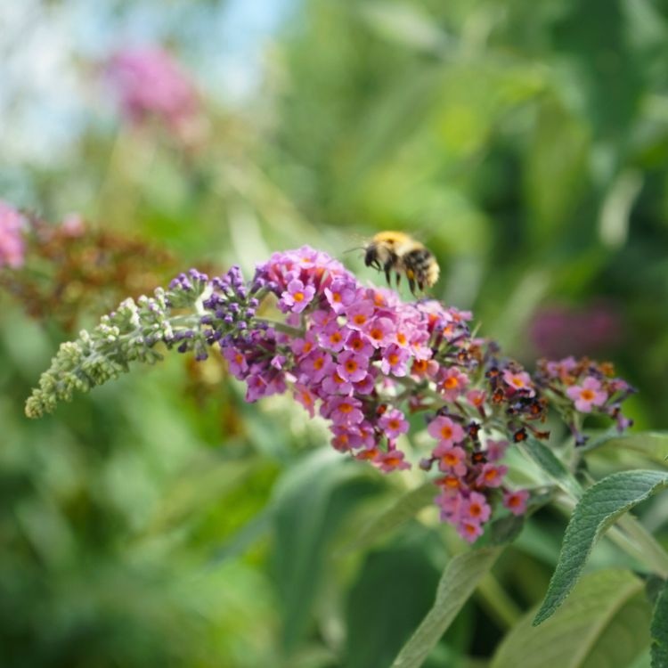 Vlinderstruik (Buddleja davidii 'Flower Power')
