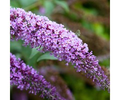 Vlinderstruik - Buddleja 'Lilac Chip'