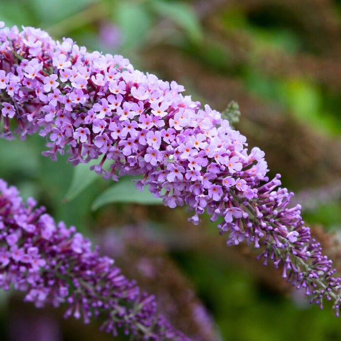 Vlinderstruik (Buddleja 'Lilac Chip')