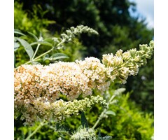 Vlinderstruik - Buddleja 'White Chip'