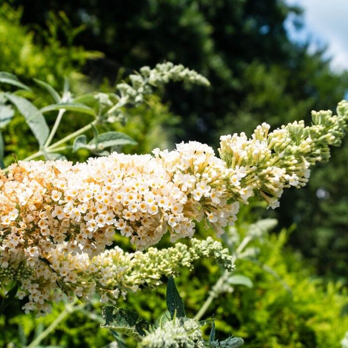 Vlinderstruik (Buddleja 'White Chip')
