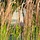 Struisriet - Calamagrostis acutiflora 'Karl Foerster'