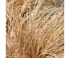Zegge - Carex comans 'Bronze Form'