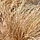 Zegge - Carex comans 'Bronze Form'