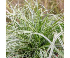 Zegge - Carex 'Feather Falls'