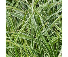 Zegge - Carex morrowii 'Ice Dance'