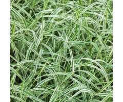 Zegge - Carex morrowii 'Vanilla Ice'
