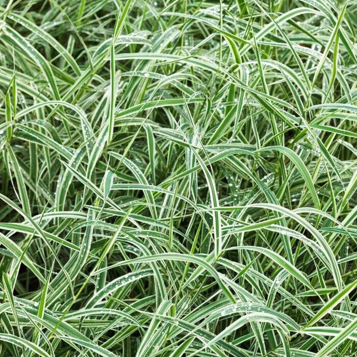 Zegge - Carex morrowii 'Vanilla Ice'