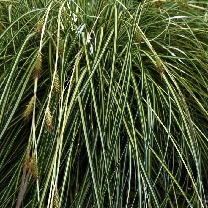 Zegge - Carex morrowii 'Vanilla Ice'