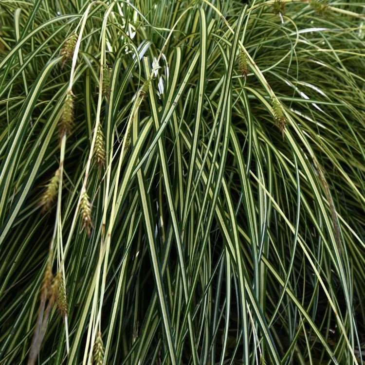 Zegge - Carex morrowii 'Vanilla Ice'