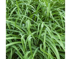 Zegge - Carex oshimensis 'Evergreen'