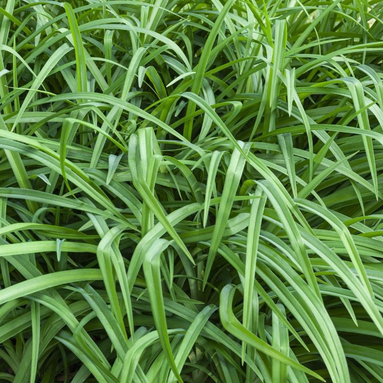 Zegge - Carex oshimensis 'Evergreen'