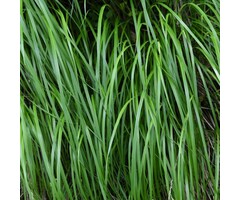 Zegge - Carex oshimensis 'Ribbon Falls'