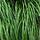 Zegge - Carex oshimensis 'Ribbon Falls'