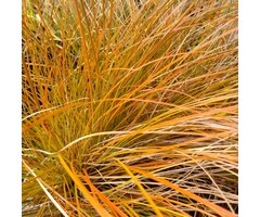 Zegge - Carex testacea 'Prairie Fire'